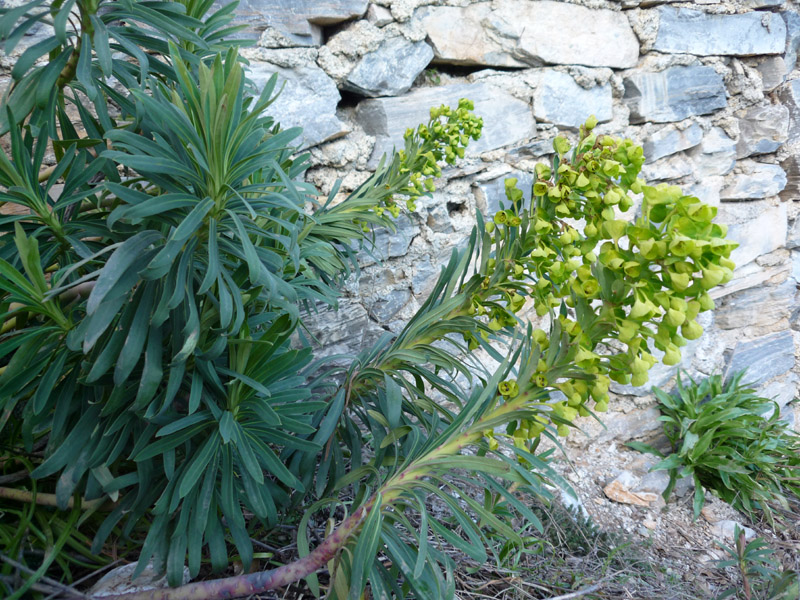 Euphorbia characias